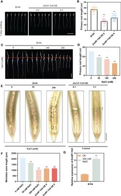 ZmmiR169q/ZmNF-YA8 is a module that homeostatically regulates primary root growth and salt tolerance in maize